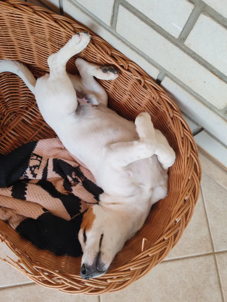 Osvaja karakterom, stavom i inteligencijom: Fotografije koje će vam uljep&scaron;ati dan