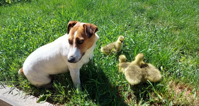 Osvaja karakterom, stavom i inteligencijom: Fotografije koje će vam uljep&scaron;ati dan