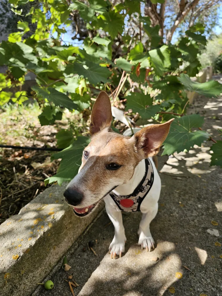 Osvaja karakterom, stavom i inteligencijom: Fotografije koje će vam uljep&scaron;ati dan
