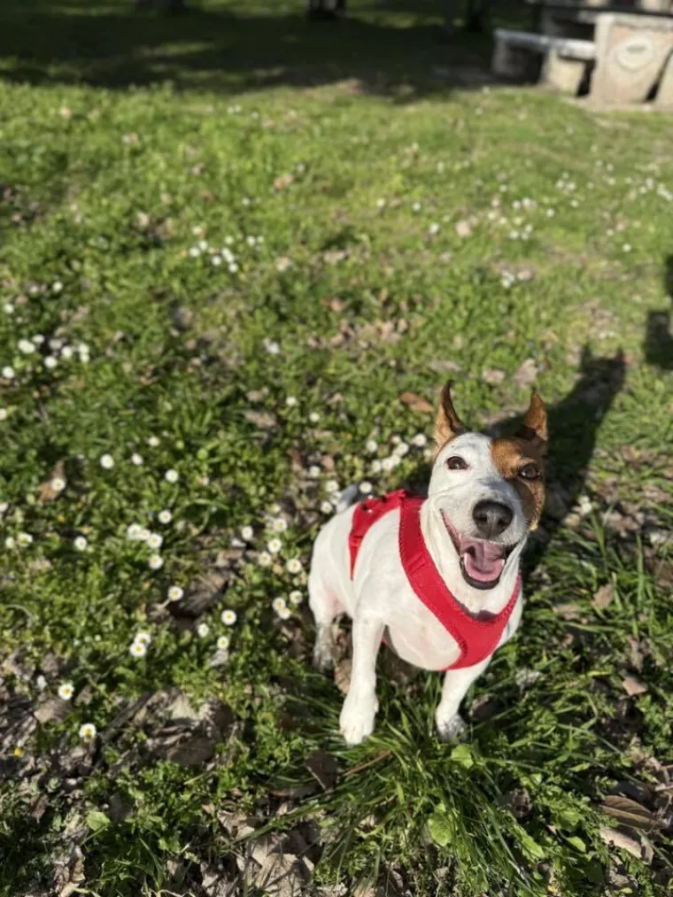 Osvaja karakterom, stavom i inteligencijom: Fotografije koje će vam uljep&scaron;ati dan