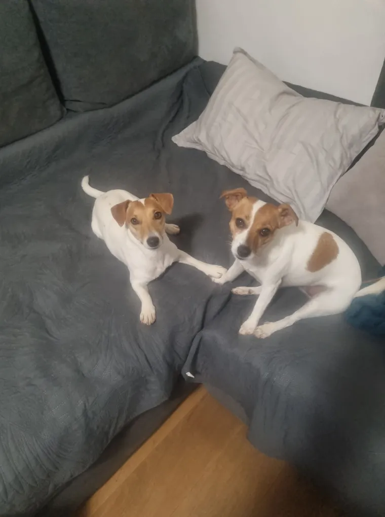 Osvaja karakterom, stavom i inteligencijom: Fotografije koje će vam uljep&scaron;ati dan