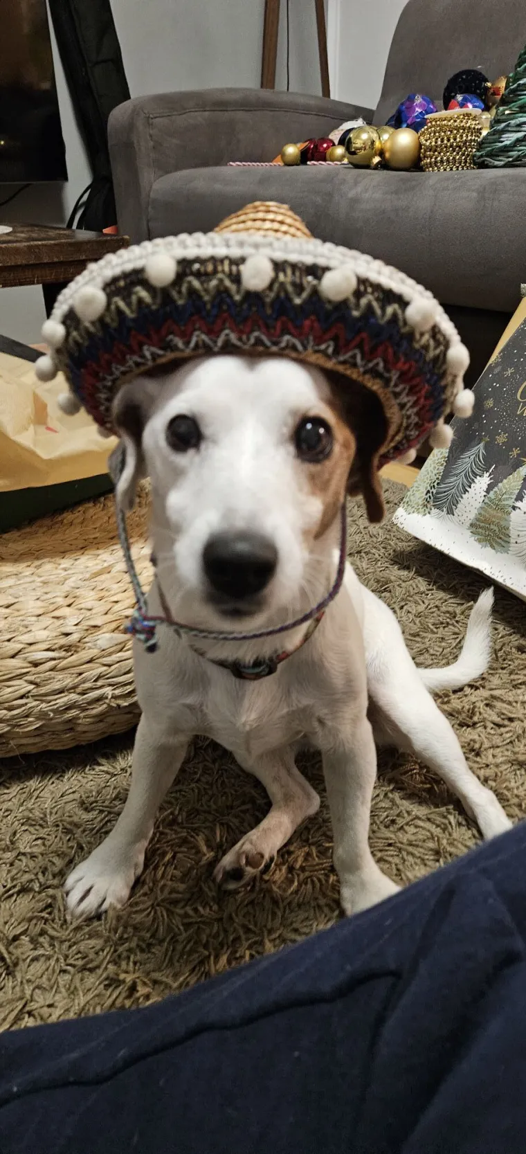 Osvaja karakterom, stavom i inteligencijom: Fotografije koje će vam uljep&scaron;ati dan