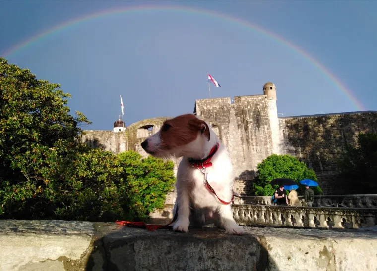 Osvaja karakterom, stavom i inteligencijom: Fotografije koje će vam uljep&scaron;ati dan