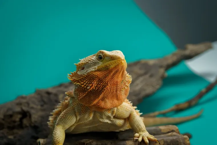 Samo 10 posto ljudi prepoznaje sve ove neobične životinje: Jesi li među njima?