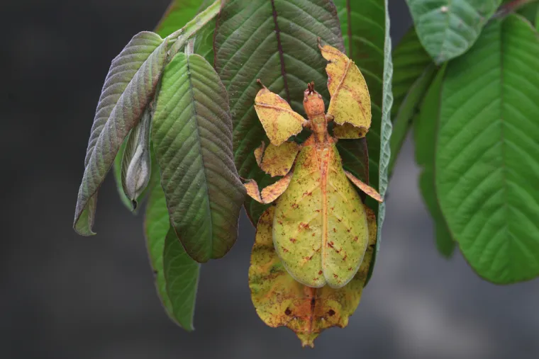 Samo 10 posto ljudi prepoznaje sve ove neobične životinje: Jesi li među njima?