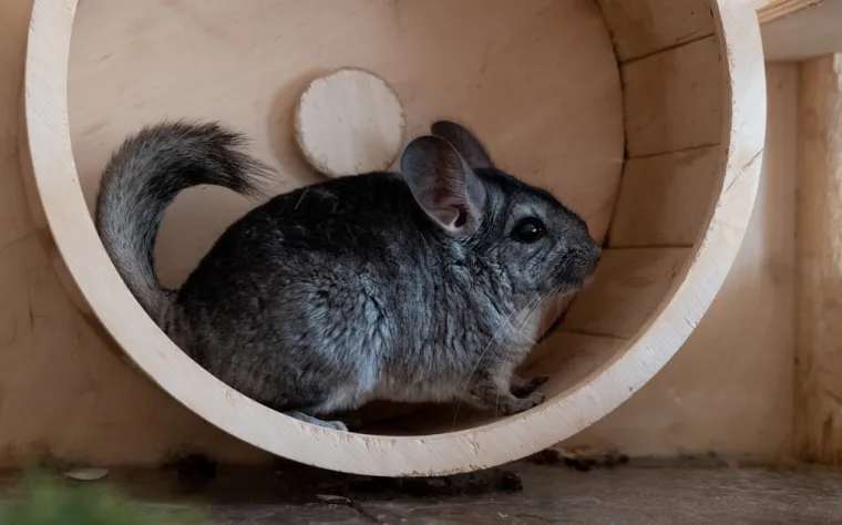 Samo 10 posto ljudi prepoznaje sve ove neobične životinje: Jesi li među njima?