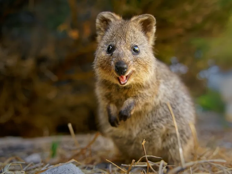 Samo 10 posto ljudi prepoznaje sve ove neobične životinje: Jesi li među njima?