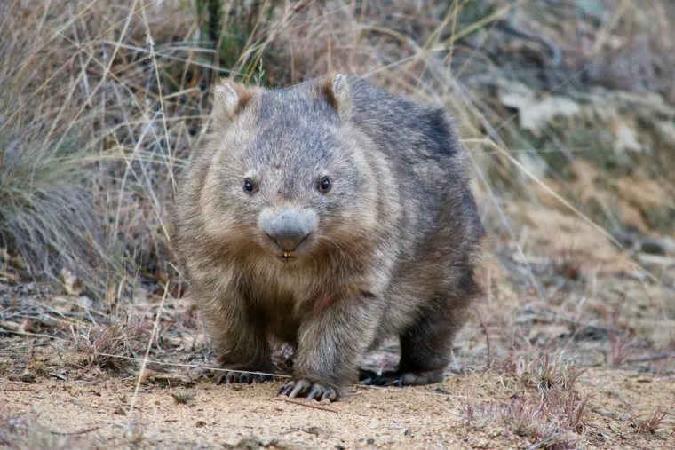 Samo 10 posto ljudi prepoznaje sve ove neobične životinje: Jesi li među njima?