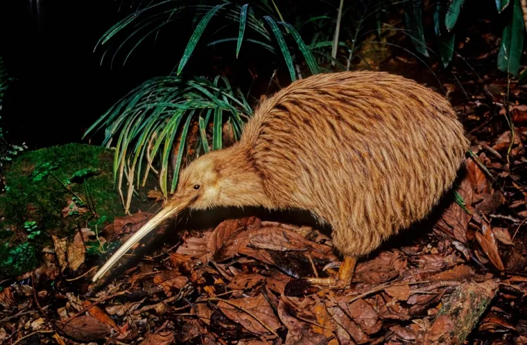 Samo 10 posto ljudi prepoznaje sve ove neobične životinje: Jesi li među njima?