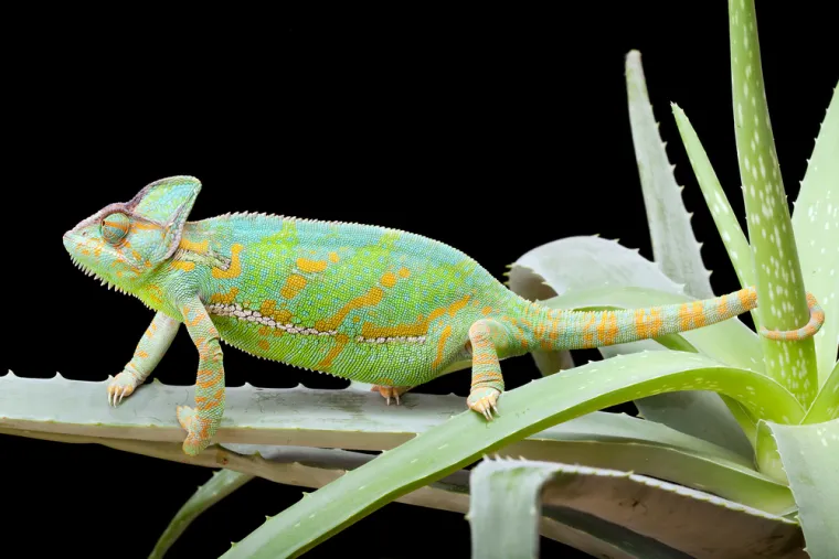 Samo 10 posto ljudi prepoznaje sve ove neobične životinje: Jesi li među njima?