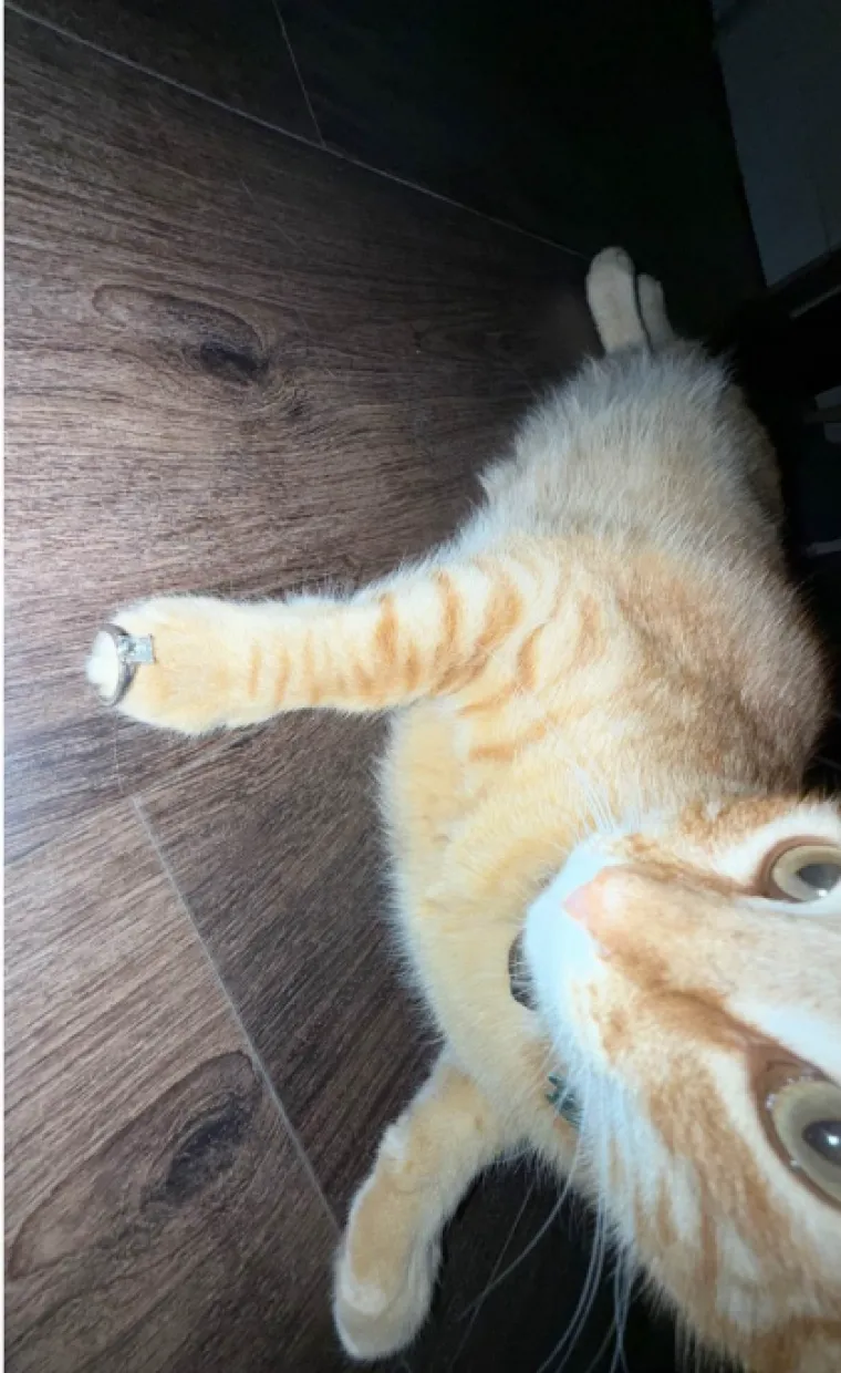 Od hot doga do supružnika: Nevjerojatno &scaron;to su sve ljudi poku&scaron;ali prodati za smije&scaron;ne cijene