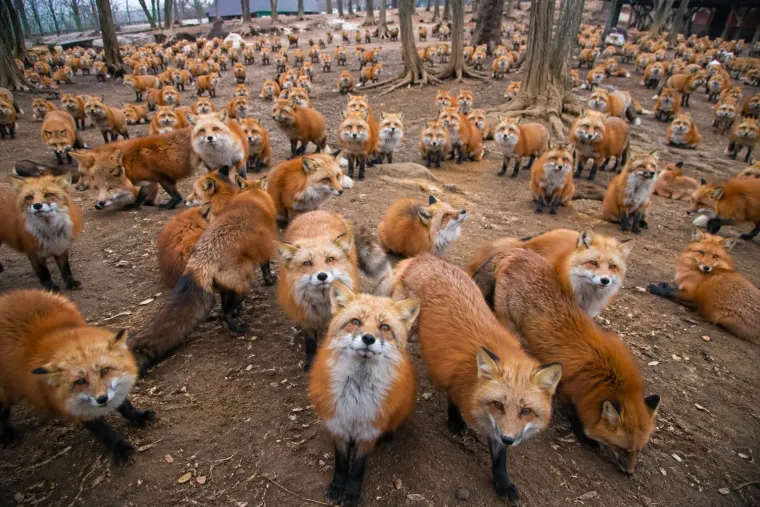Zaigrajte urnebesnu igru asocijacija, natjerat će vas da upregnete vijuge i pritom se nasmijete