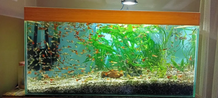 Kao &scaron;areni konfeti: Poslali ste nam fotografije va&scaron;ih ribica, odu&scaron;evili ste nas!