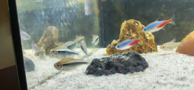 Kao &scaron;areni konfeti: Poslali ste nam fotografije va&scaron;ih ribica, odu&scaron;evili ste nas!