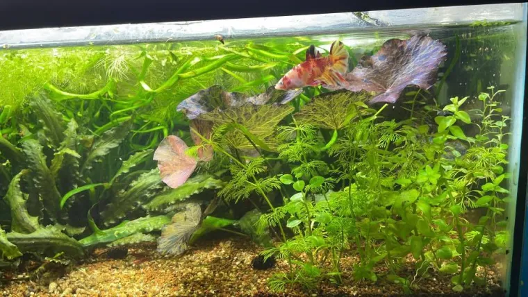 Kao &scaron;areni konfeti: Poslali ste nam fotografije va&scaron;ih ribica, odu&scaron;evili ste nas!