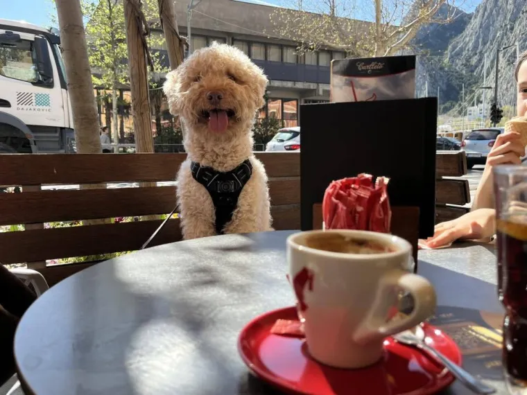 Izgleda kao pli&scaron;ana igračka, a vje&scaron;t je lovac na podzemno blago: Ovo su va&scaron;e fotografije!
