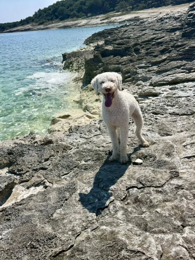 Izgleda kao pli&scaron;ana igračka, a vje&scaron;t je lovac na podzemno blago: Ovo su va&scaron;e fotografije!