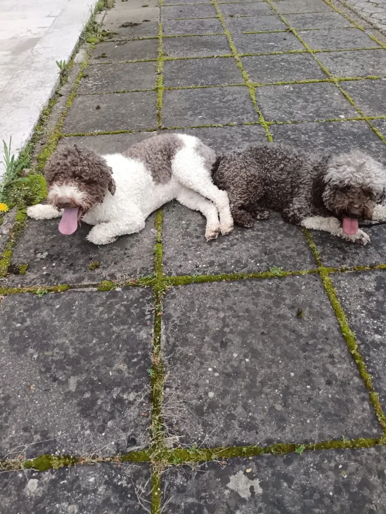 Izgleda kao pli&scaron;ana igračka, a vje&scaron;t je lovac na podzemno blago: Ovo su va&scaron;e fotografije!