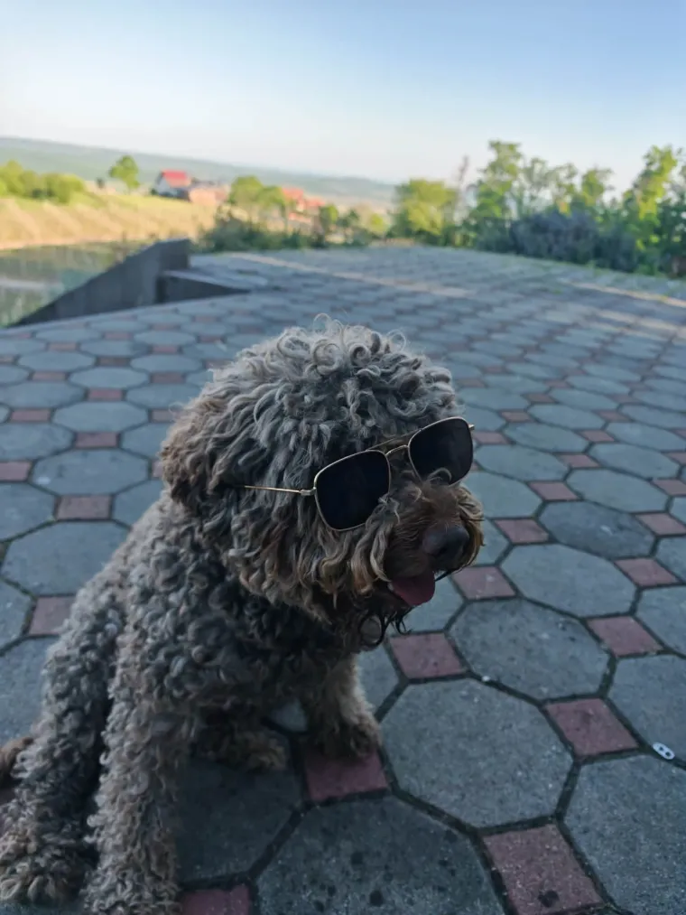 Izgleda kao pli&scaron;ana igračka, a vje&scaron;t je lovac na podzemno blago: Ovo su va&scaron;e fotografije!
