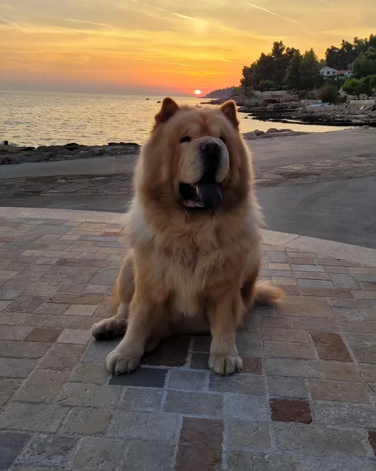 Ne znamo koji je slađi, možete li vi odlučiti? Chow Chow kroz objektiv na&scaron;ih čitatelja