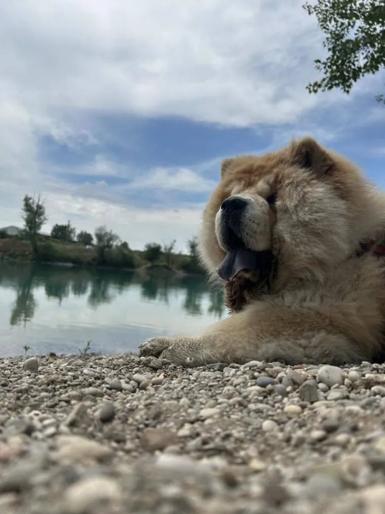 Ne znamo koji je slađi, možete li vi odlučiti? Chow Chow kroz objektiv na&scaron;ih čitatelja