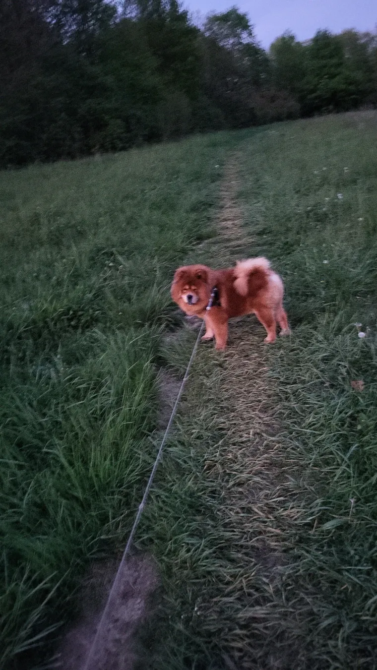 Ne znamo koji je slađi, možete li vi odlučiti? Chow Chow kroz objektiv na&scaron;ih čitatelja