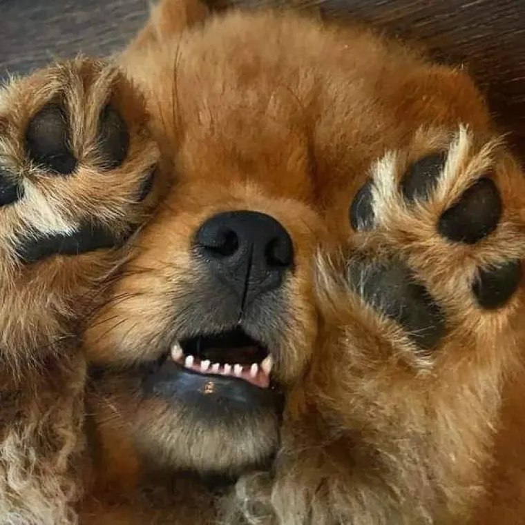 Ne znamo koji je slađi, možete li vi odlučiti? Chow Chow kroz objektiv na&scaron;ih čitatelja