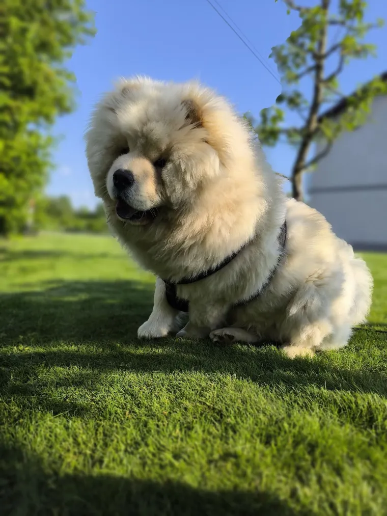 Ne znamo koji je slađi, možete li vi odlučiti? Chow Chow kroz objektiv na&scaron;ih čitatelja