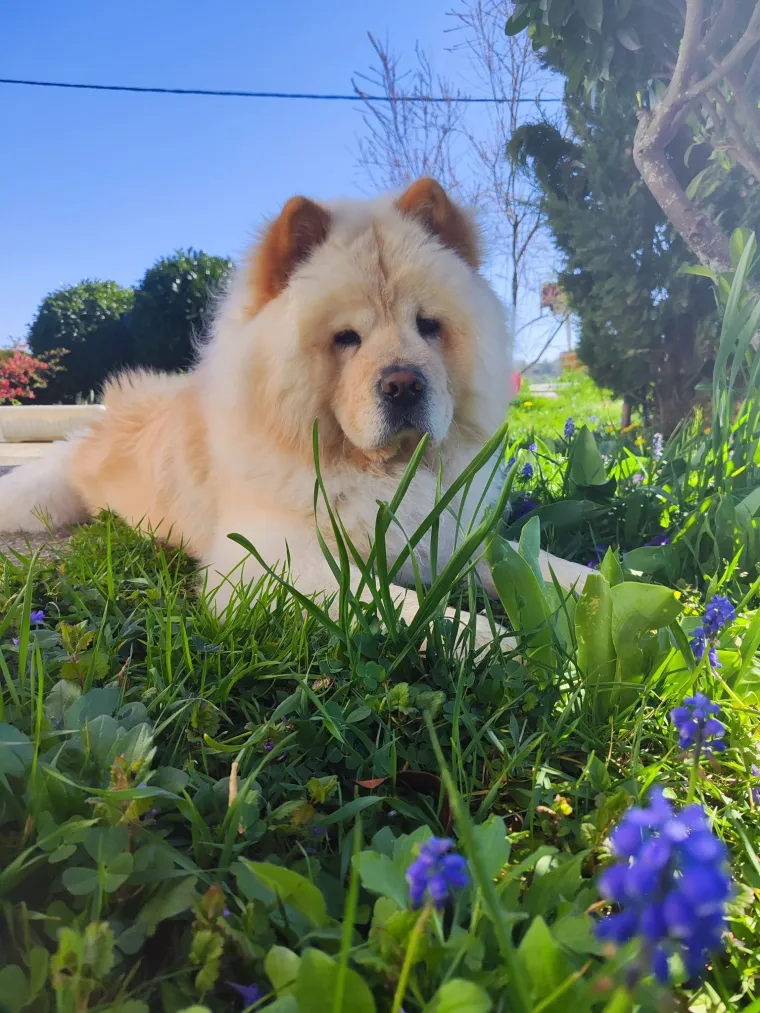 Ne znamo koji je slađi, možete li vi odlučiti? Chow Chow kroz objektiv na&scaron;ih čitatelja