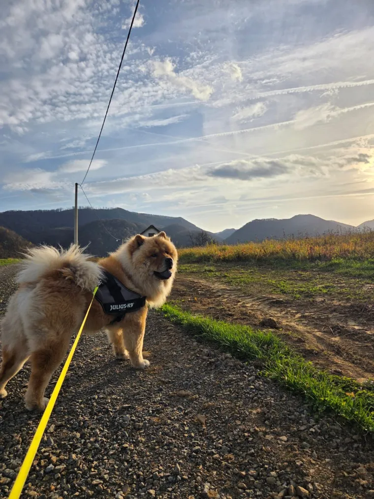 Ne znamo koji je slađi, možete li vi odlučiti? Chow Chow kroz objektiv na&scaron;ih čitatelja