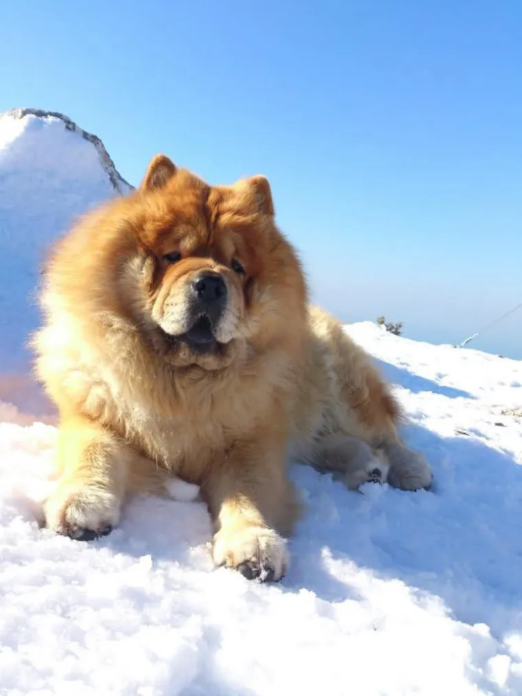 Ne znamo koji je slađi, možete li vi odlučiti? Chow Chow kroz objektiv na&scaron;ih čitatelja