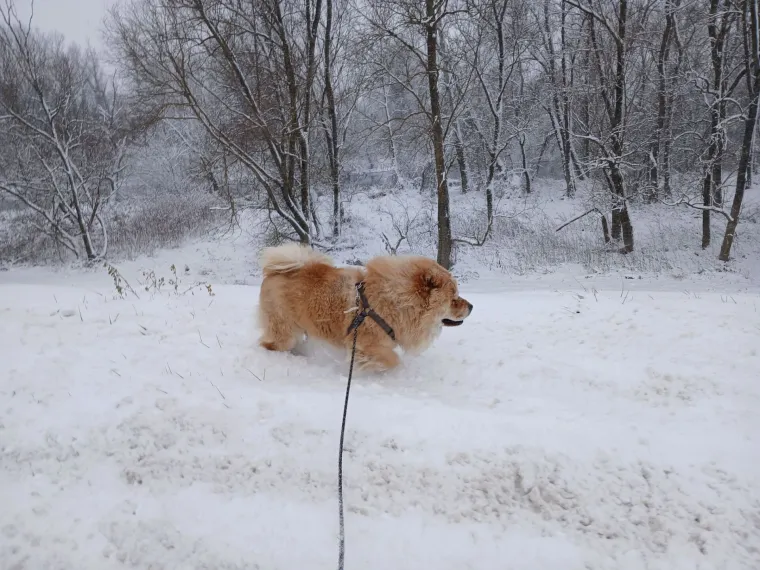 Ne znamo koji je slađi, možete li vi odlučiti? Chow Chow kroz objektiv na&scaron;ih čitatelja