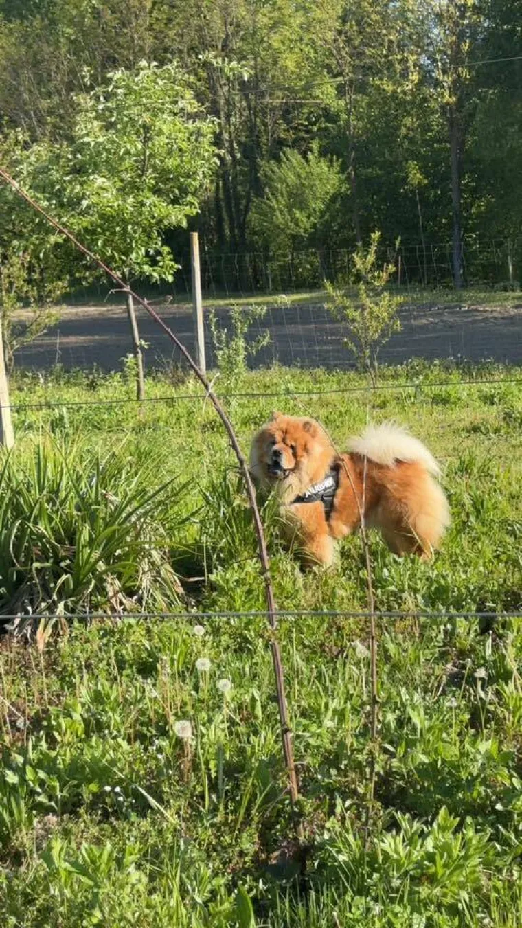 Ne znamo koji je slađi, možete li vi odlučiti? Chow Chow kroz objektiv na&scaron;ih čitatelja