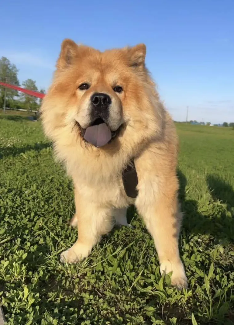Ne znamo koji je slađi, možete li vi odlučiti? Chow Chow kroz objektiv na&scaron;ih čitatelja