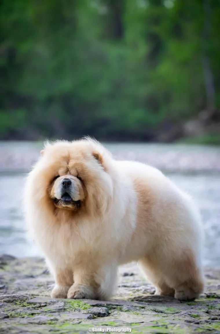 Ne znamo koji je slađi, možete li vi odlučiti? Chow Chow kroz objektiv na&scaron;ih čitatelja