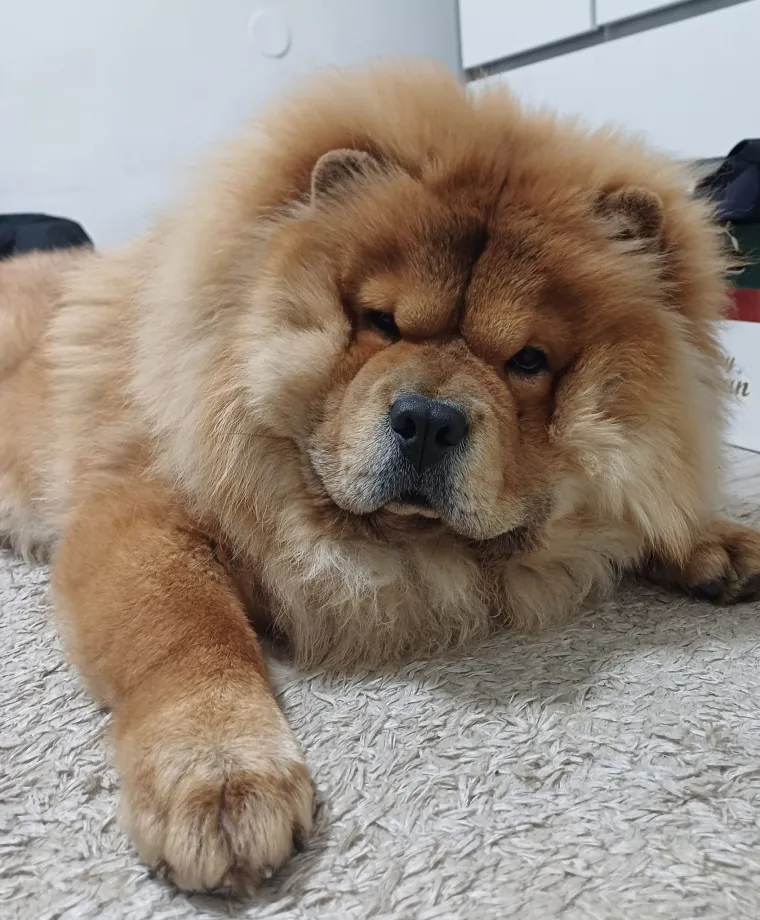 Ne znamo koji je slađi, možete li vi odlučiti? Chow Chow kroz objektiv na&scaron;ih čitatelja