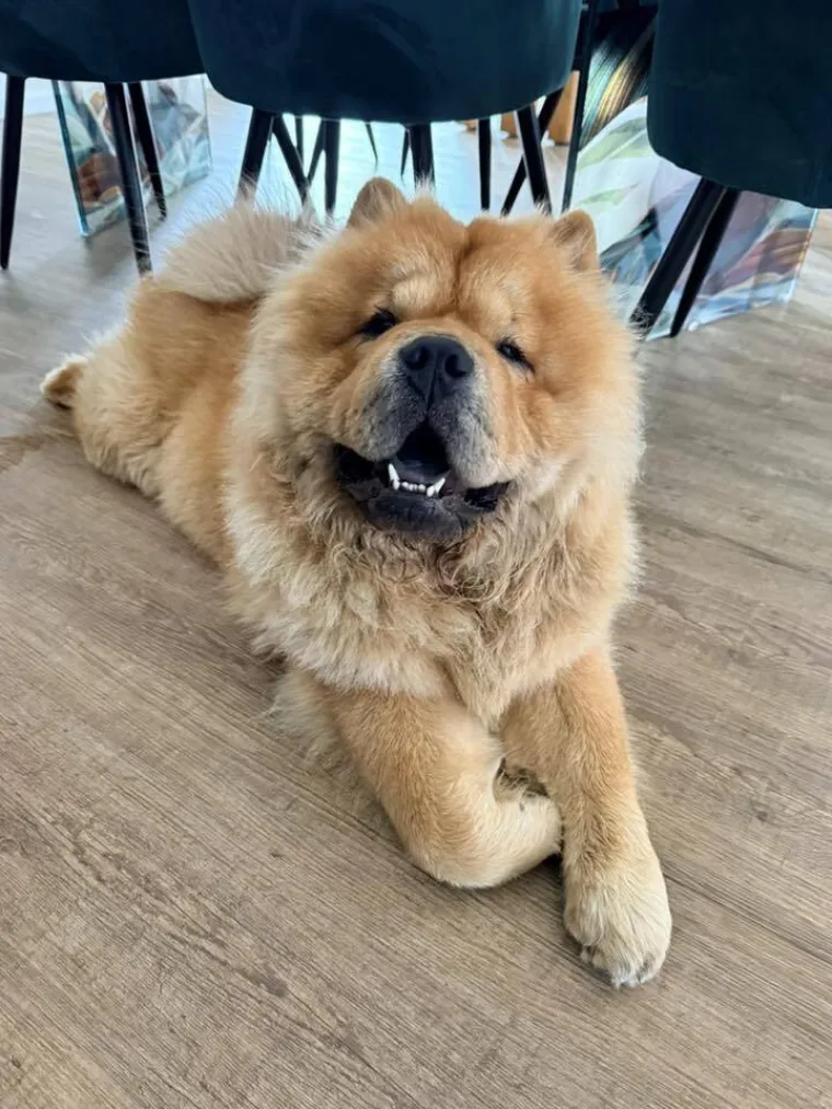 Ne znamo koji je slađi, možete li vi odlučiti? Chow Chow kroz objektiv na&scaron;ih čitatelja