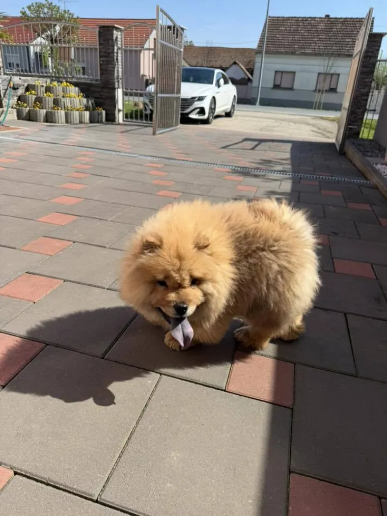 Ne znamo koji je slađi, možete li vi odlučiti? Chow Chow kroz objektiv na&scaron;ih čitatelja