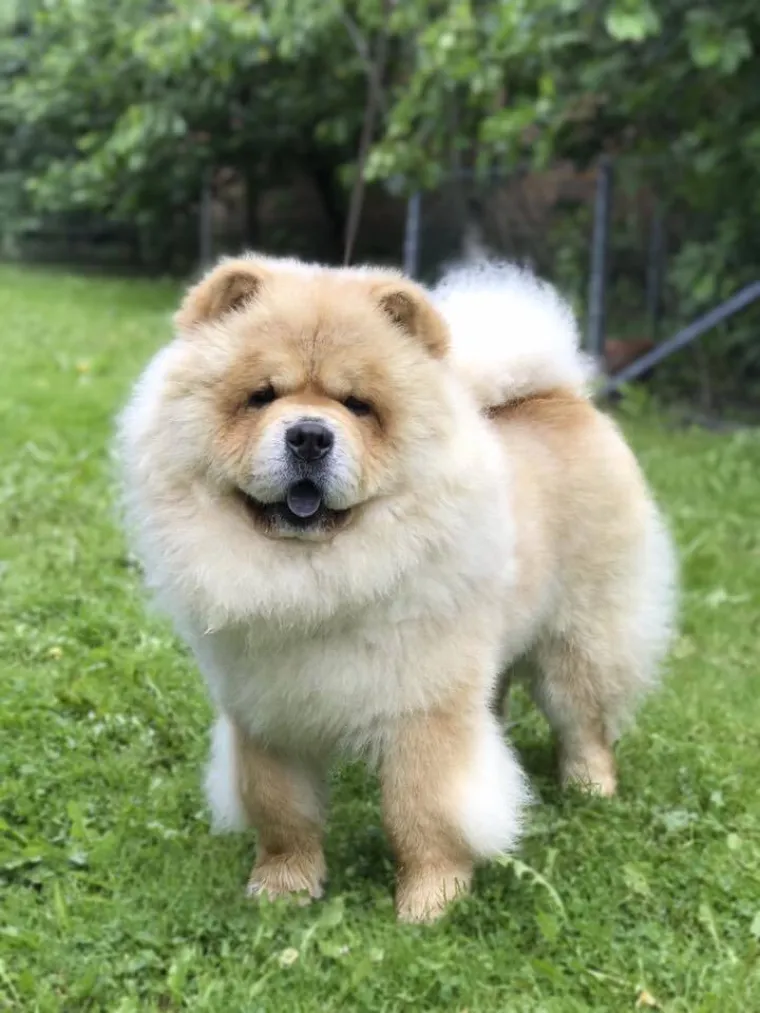 Ne znamo koji je slađi, možete li vi odlučiti? Chow Chow kroz objektiv na&scaron;ih čitatelja
