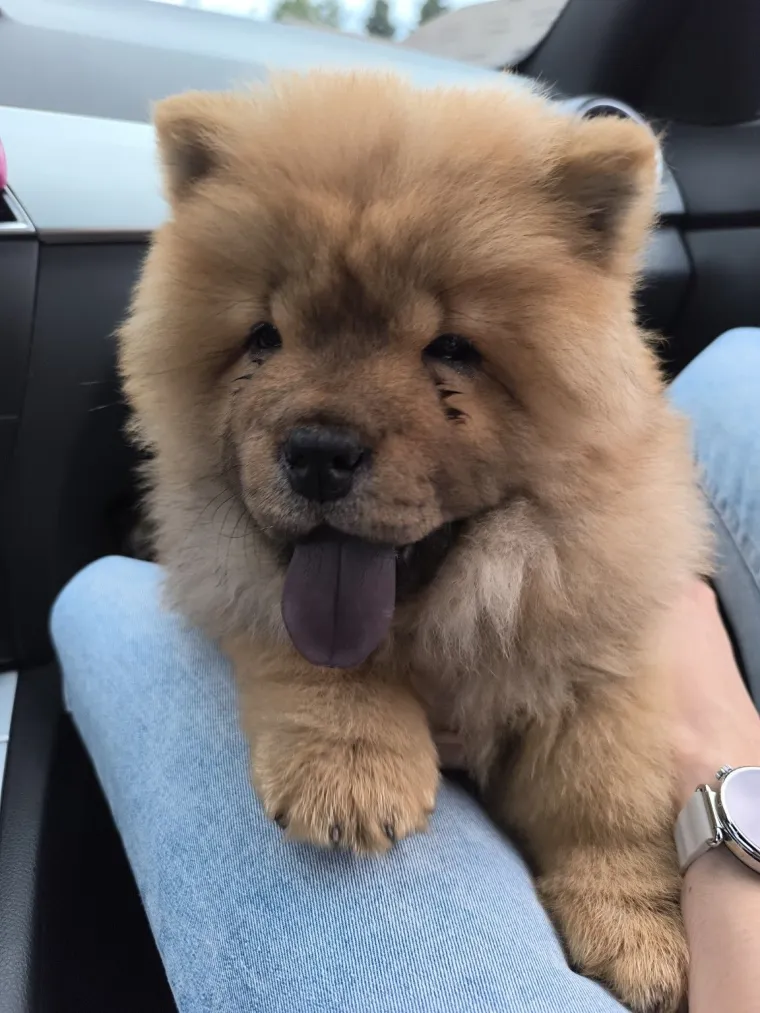 Ne znamo koji je slađi, možete li vi odlučiti? Chow Chow kroz objektiv na&scaron;ih čitatelja