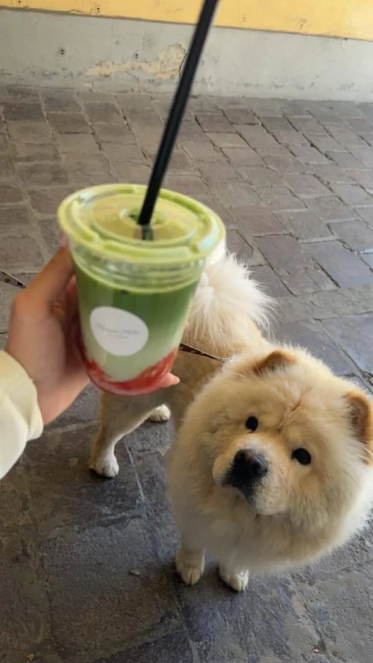 Ne znamo koji je slađi, možete li vi odlučiti? Chow Chow kroz objektiv na&scaron;ih čitatelja