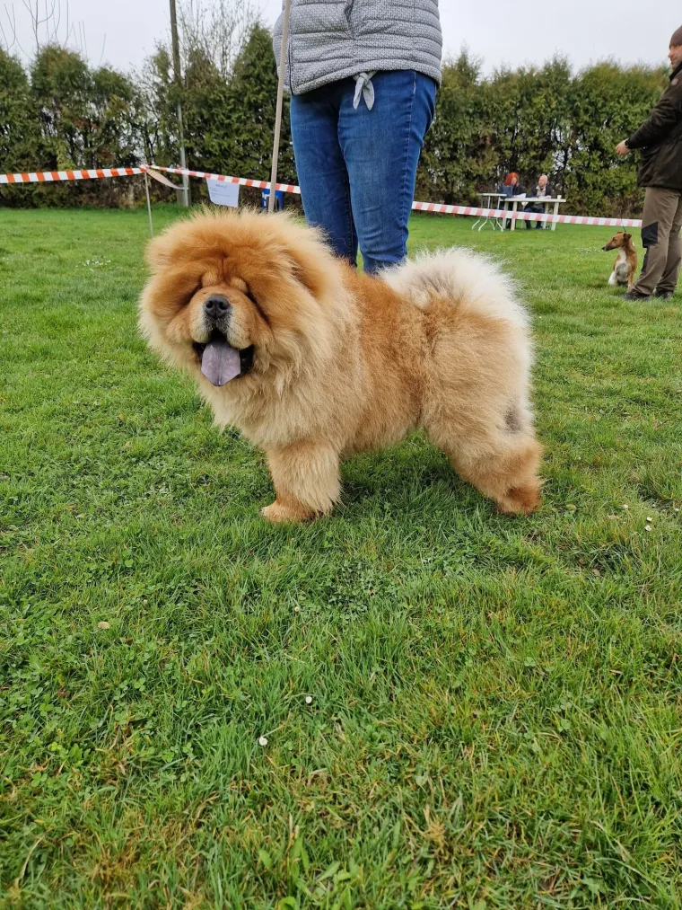 Ne znamo koji je slađi, možete li vi odlučiti? Chow Chow kroz objektiv na&scaron;ih čitatelja