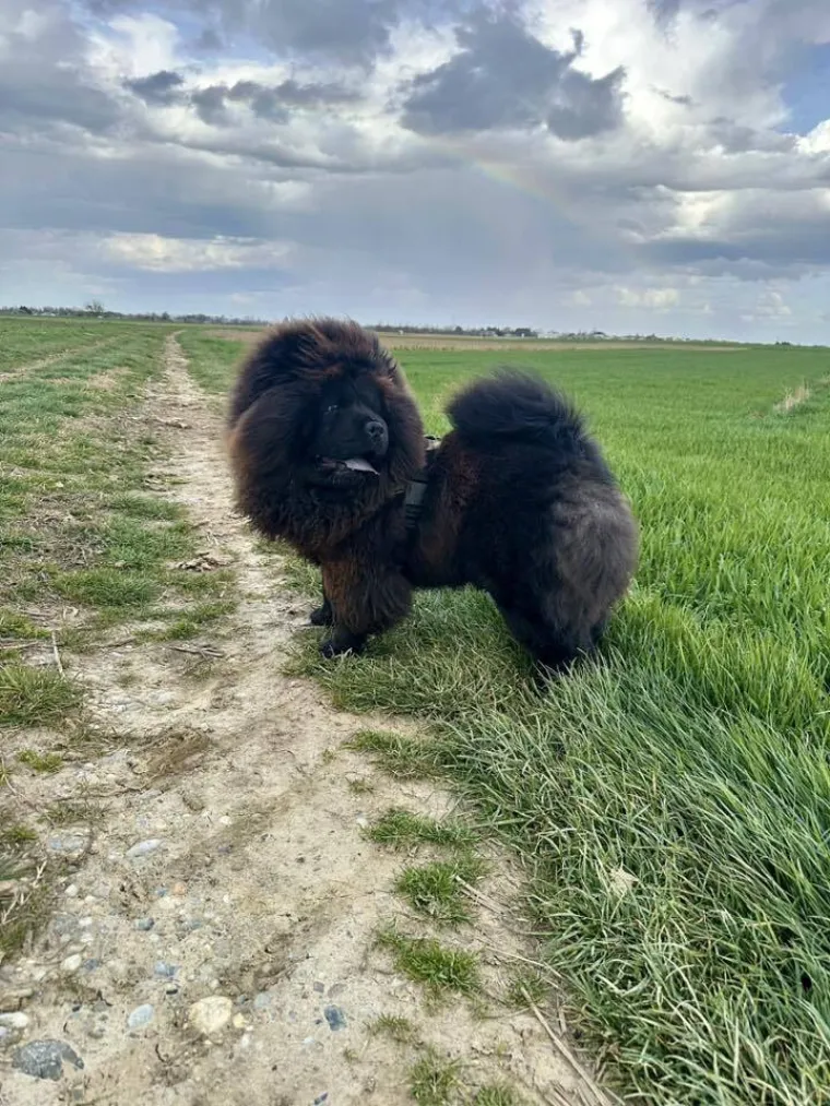 Ne znamo koji je slađi, možete li vi odlučiti? Chow Chow kroz objektiv na&scaron;ih čitatelja