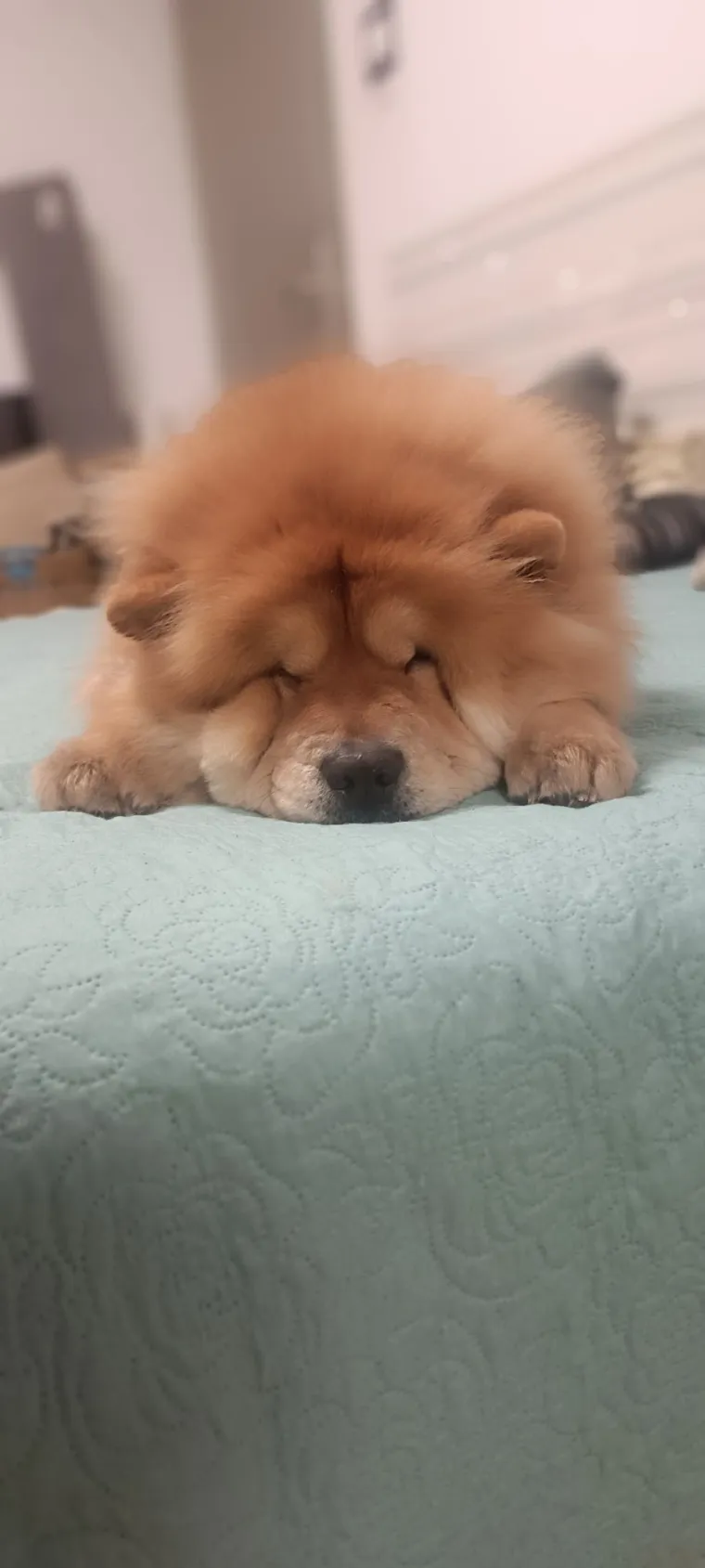 Ne znamo koji je slađi, možete li vi odlučiti? Chow Chow kroz objektiv na&scaron;ih čitatelja