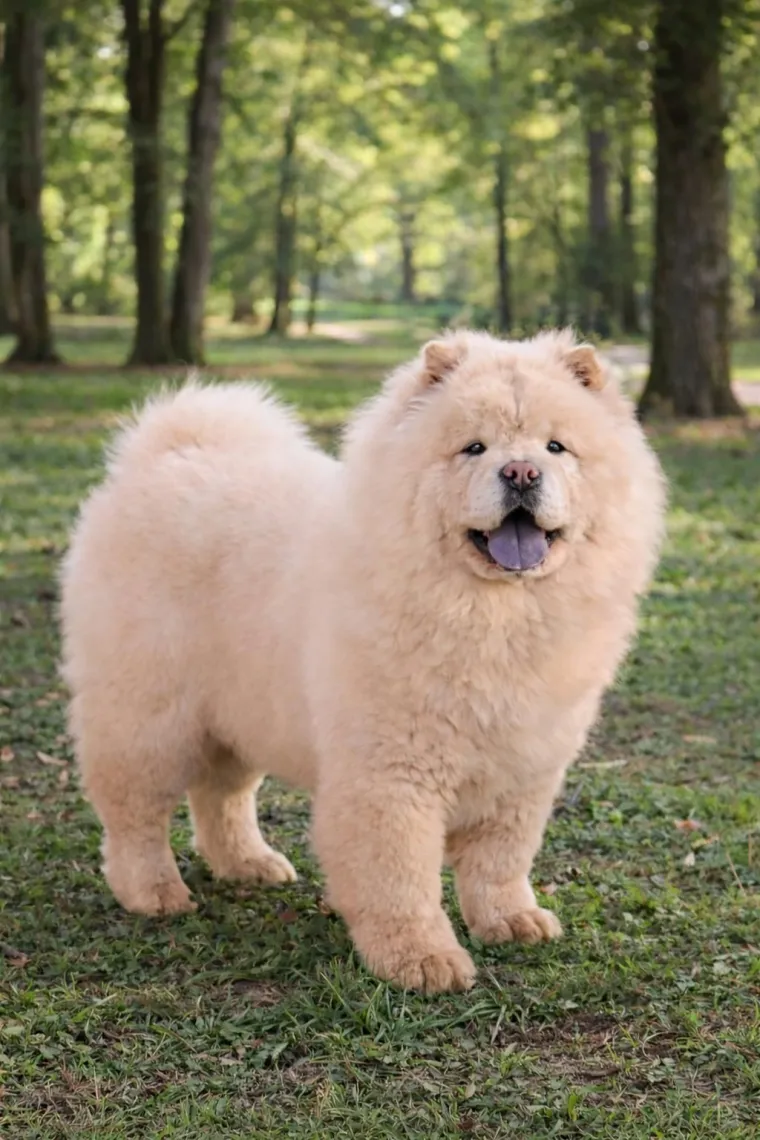 Ne znamo koji je slađi, možete li vi odlučiti? Chow Chow kroz objektiv na&scaron;ih čitatelja