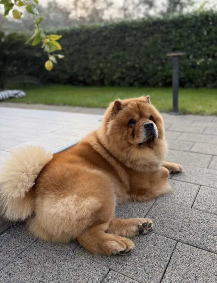 Ne znamo koji je slađi, možete li vi odlučiti? Chow Chow kroz objektiv na&scaron;ih čitatelja