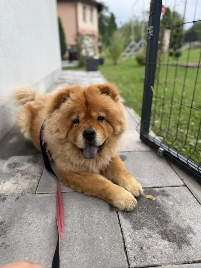 Ne znamo koji je slađi, možete li vi odlučiti? Chow Chow kroz objektiv na&scaron;ih čitatelja