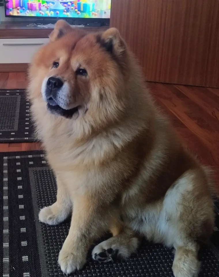 Ne znamo koji je slađi, možete li vi odlučiti? Chow Chow kroz objektiv na&scaron;ih čitatelja