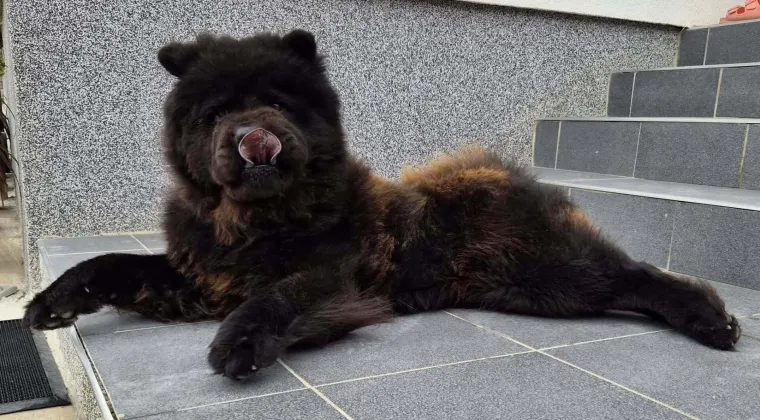Ne znamo koji je slađi, možete li vi odlučiti? Chow Chow kroz objektiv na&scaron;ih čitatelja