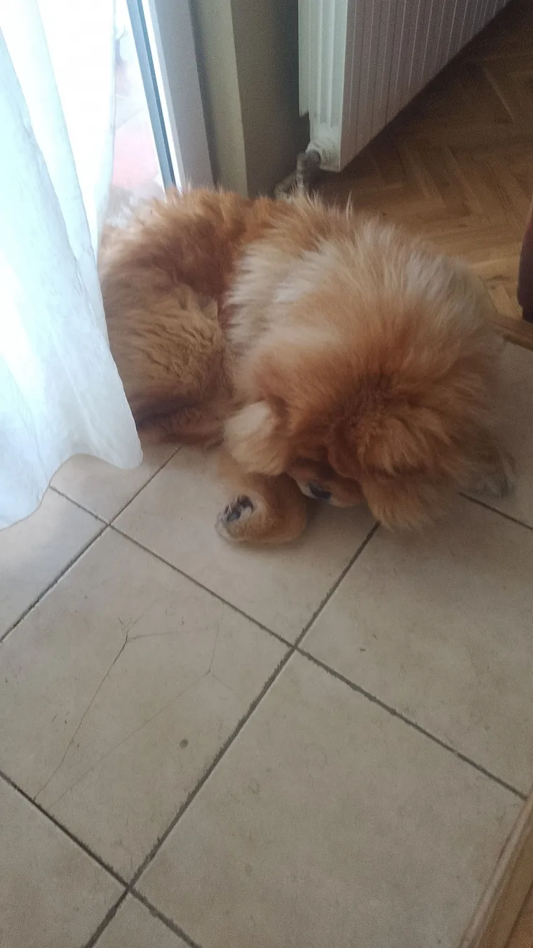 Ne znamo koji je slađi, možete li vi odlučiti? Chow Chow kroz objektiv na&scaron;ih čitatelja